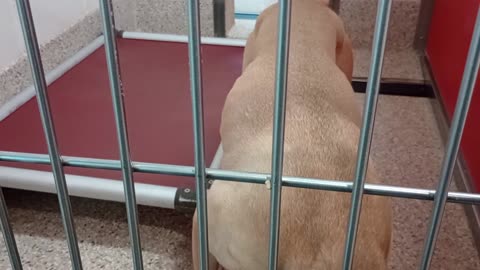 Beans kennel 57 pod 3 PACC shelter just super excited about possible doggie walk, he barks2025924775