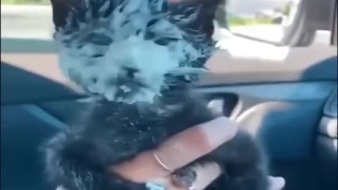 Funniest Cats and Dogs 🐶🐱 | Funny Animal Videos 2025