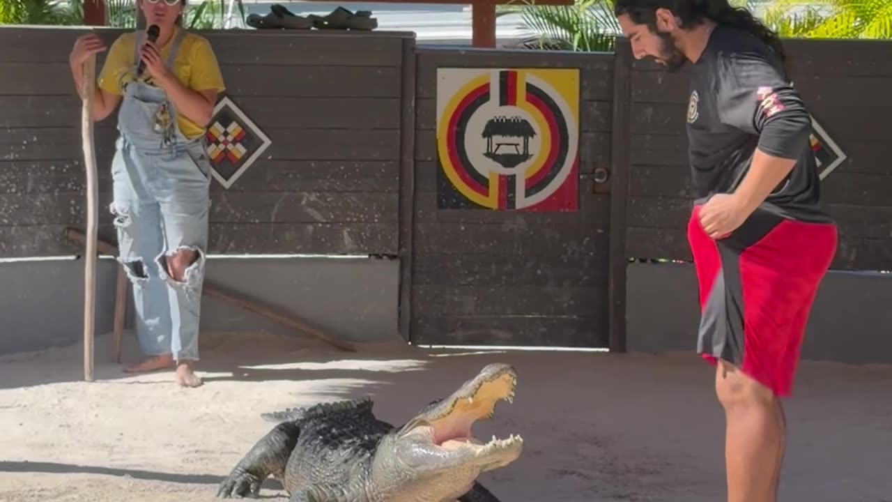 Alligator Show
