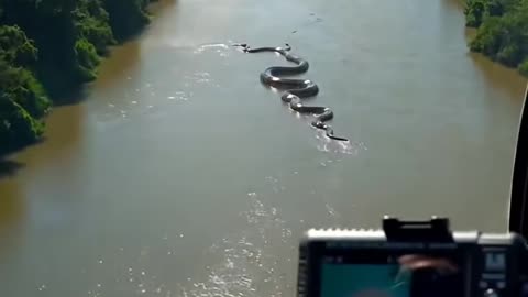 Dangerous anaconda Amazon
