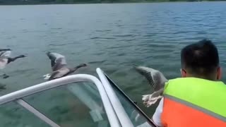 Amazing boat ride with gooses