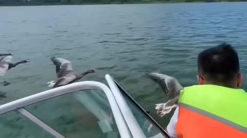 Amazing boat ride with gooses