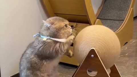 If you are watching this video, know that God has made you the guardian angel of a hungry cat💝