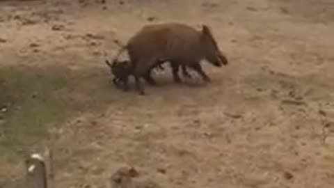 Patterdale vs hog