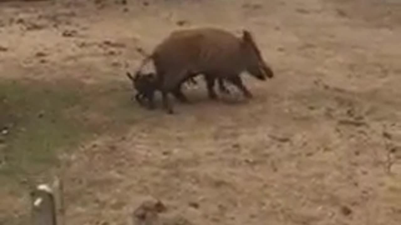 Patterdale vs hog