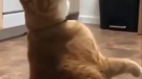 Cats vs Cucumbers_ Hilarious Reactions You Won't Believe!
