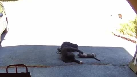 🐶😊 The Best Welcome Ever - When Your Pet Greets You at the Door! | FunFM