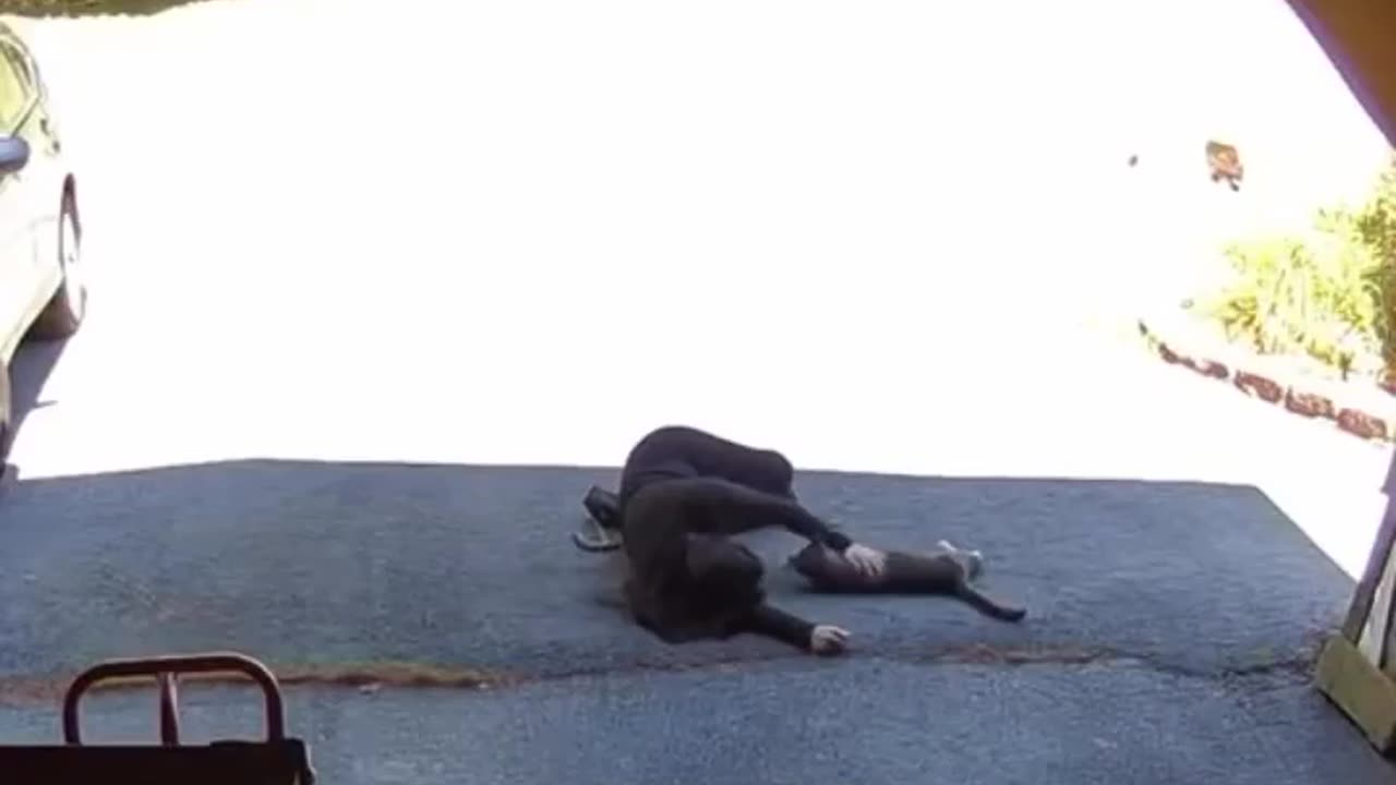 🐶😊 The Best Welcome Ever - When Your Pet Greets You at the Door! | FunFM
