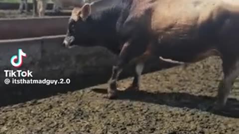 😱🐃 Watch What Happens When You SCARE A BULL AWAY! | FunFM