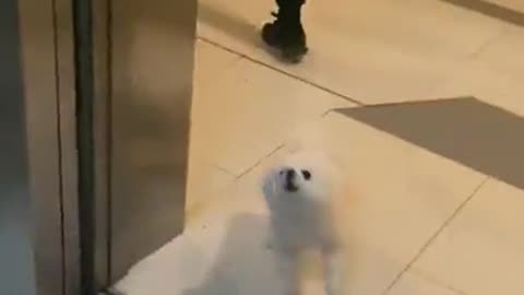 Where to bark. 😂😂