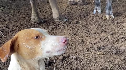 Dogs Laps Up Long-Distance Milk Spray