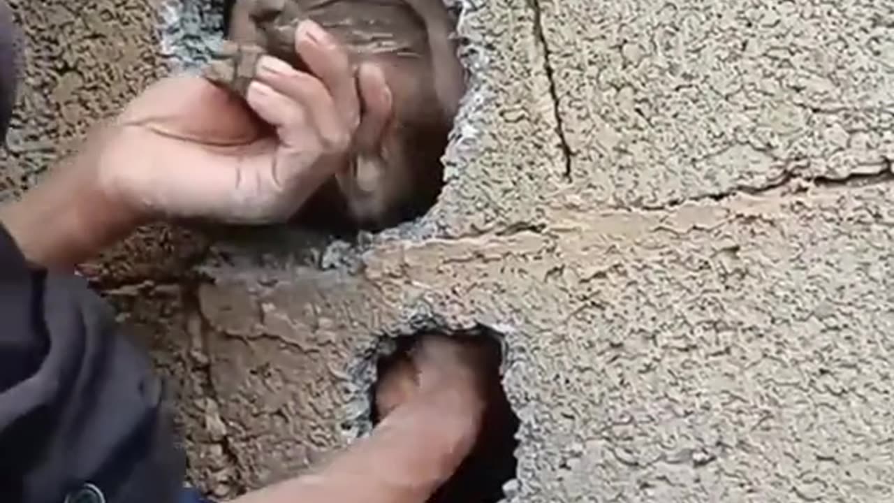 Man rescued a puppy stuck in the wall and then