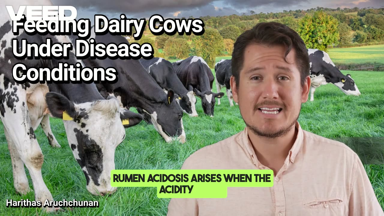 Feeding Dairy Cows Under Disease Conditions:Nurturing Health Through Nutrition