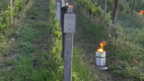 New Frost Protection Technology Explained ❄️🍇