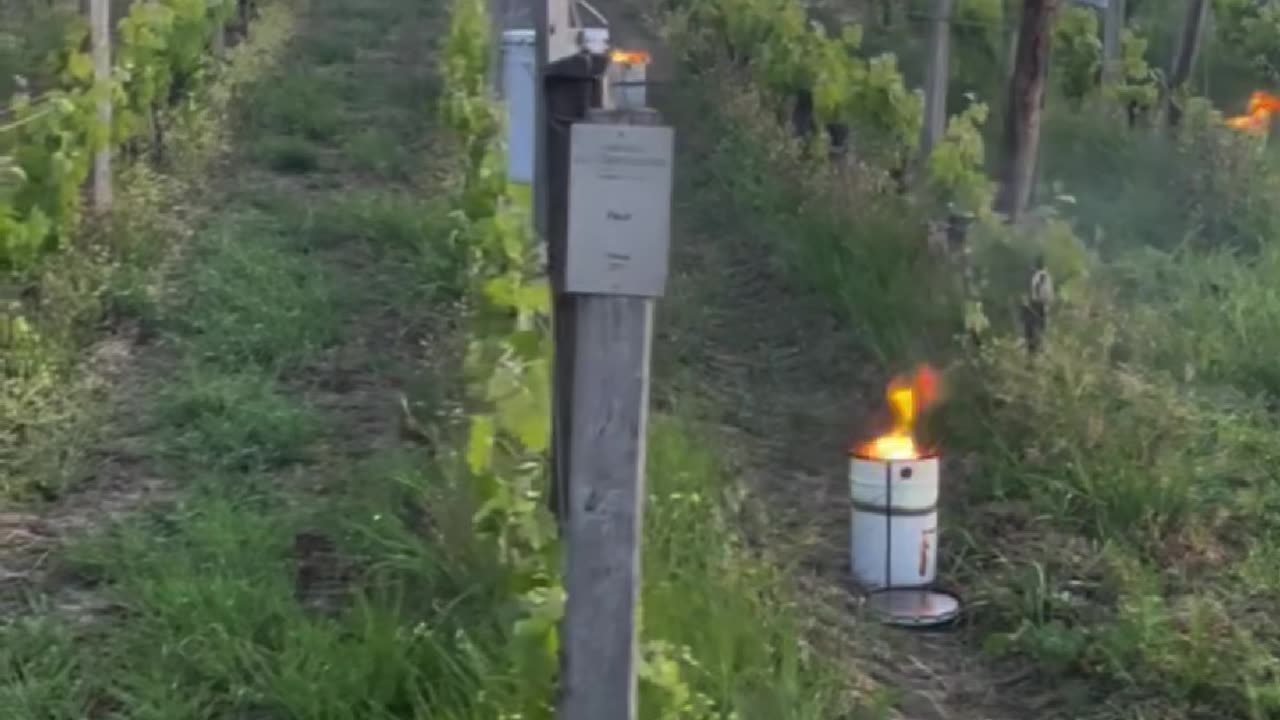 New Frost Protection Technology Explained ❄️🍇