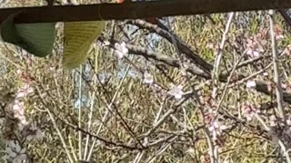 Paradise, Nature, Birdlife at Jaya