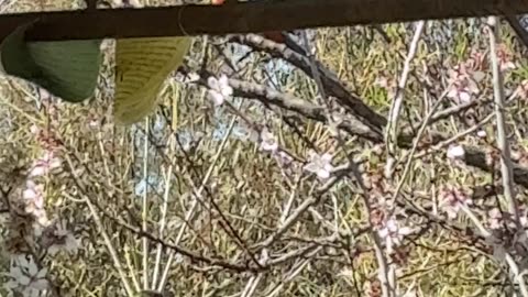 Paradise, Nature, Birdlife at Jaya