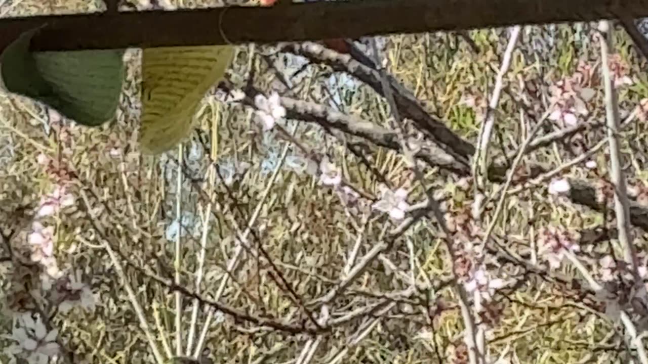 Paradise, Nature, Birdlife at Jaya