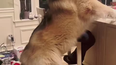 Giant Dog Gets a Treat