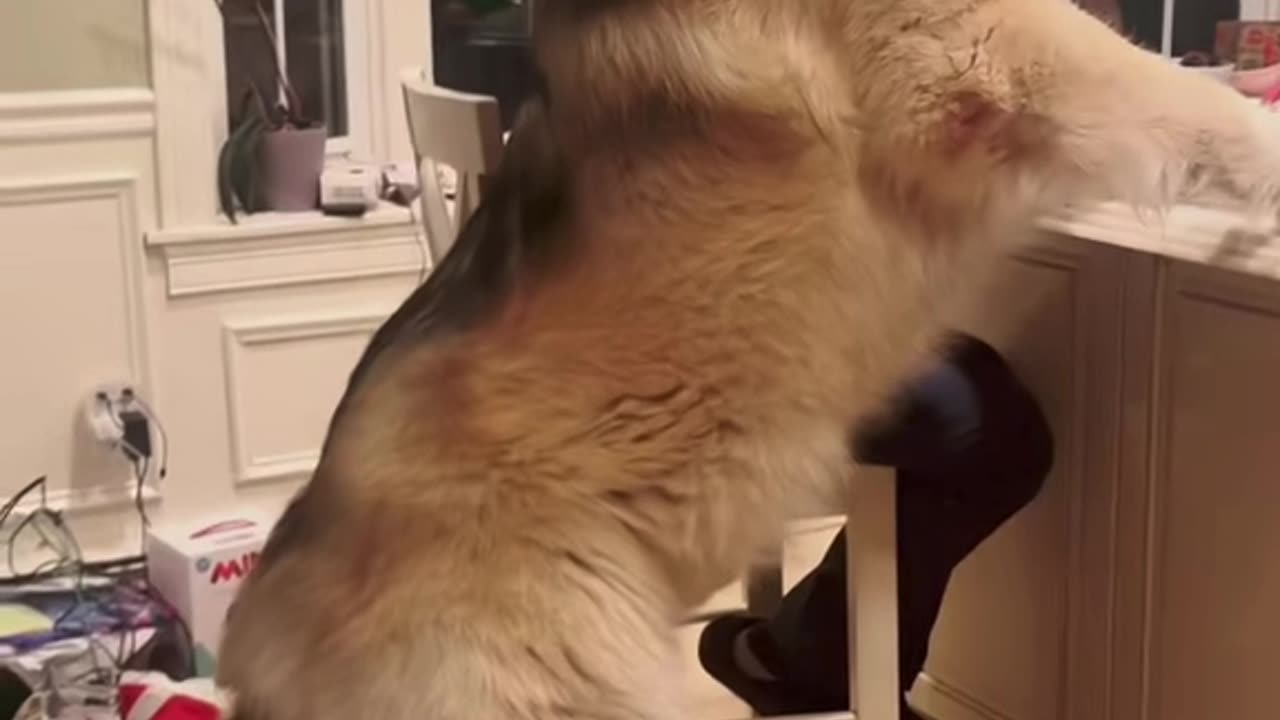 Giant Dog Gets a Treat