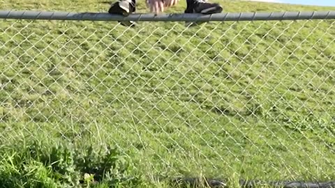 How Animals Get Over a Fence 😂