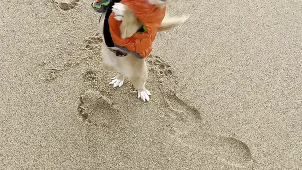 Tiny Dog With Big Personality Dances for Treat