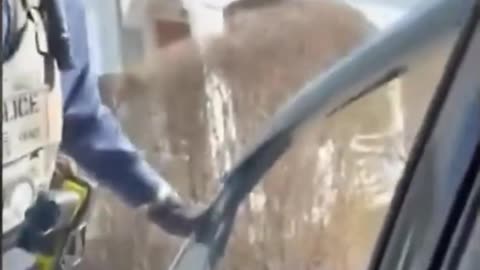 ICE heroically bashes open car to grab vile illegals