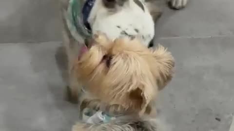 😂 He Just Wants to Play and She Lost Her Patience! | FunFM