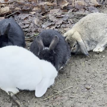 Bunny Butt Hops Away 🍑🐰