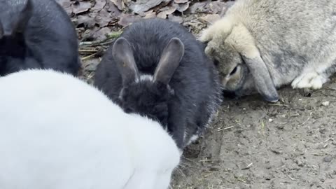 Bunny Butt Hops Away 🍑🐰