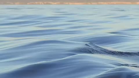 🦈