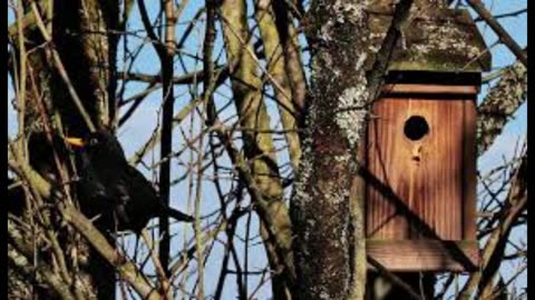 Dawn Rise of the Blackbirds. Relaxing sounds. Drift into your own happiness.