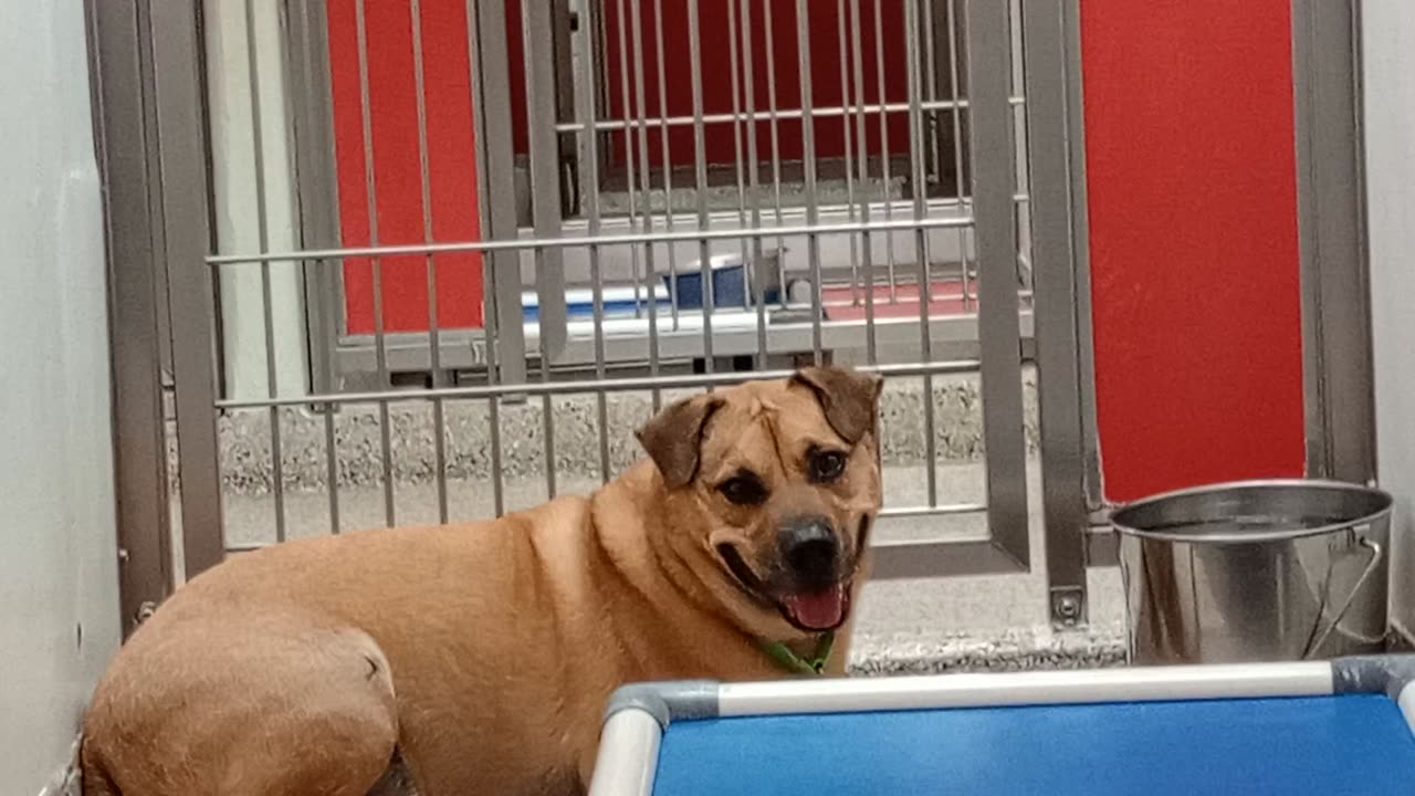 Duke 4y A777538 kennel 145 PACC shelter pretty untrusting he gave me more than I expected20251130228