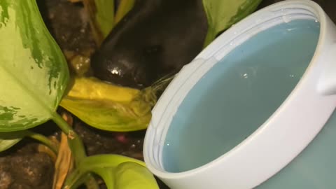 The Plant's Water Tastes Better