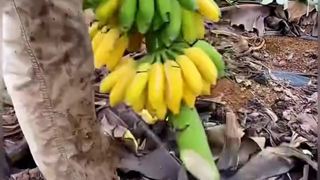 INTI.