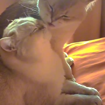 Cat Couple Goals! 😻💋 Their Love Will Melt Your Heart #Shorts"`