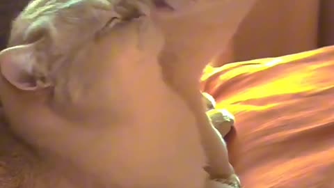 Cat Couple Goals! 😻💋 Their Love Will Melt Your Heart #Shorts"`