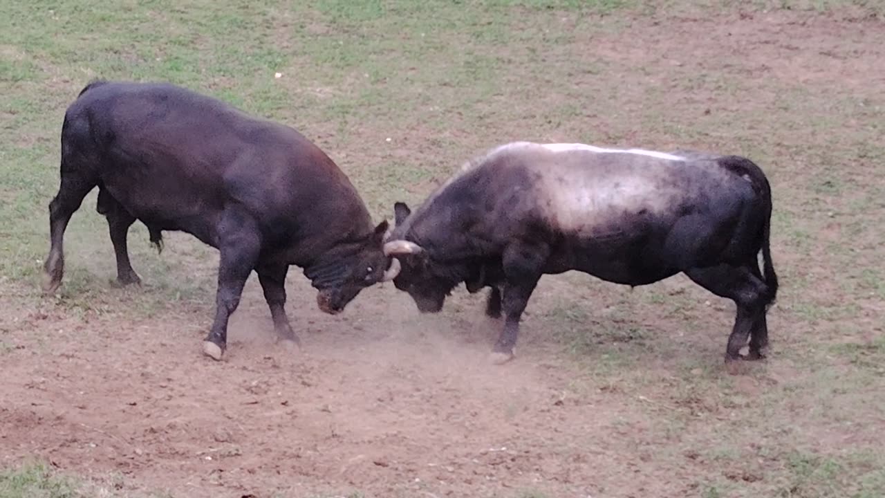 Ždralonja Ace Batara vs Zećo Muje Hrvačića