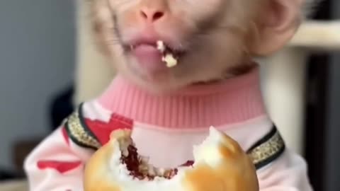 Delicious Delights! Baby Monkey Enjoys a Tasty Snack! 🍌🐒