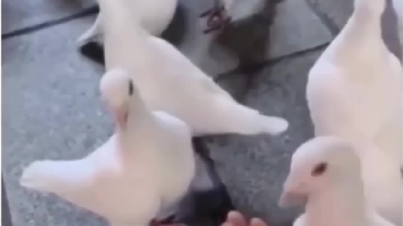 Best Video
