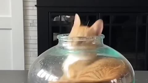 Or Worse yet, an ELECTRIC EEL 🐱🐱🐈