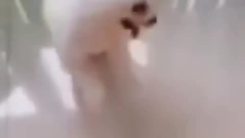 These Dogs Will Activate Your Happy Mood 100%