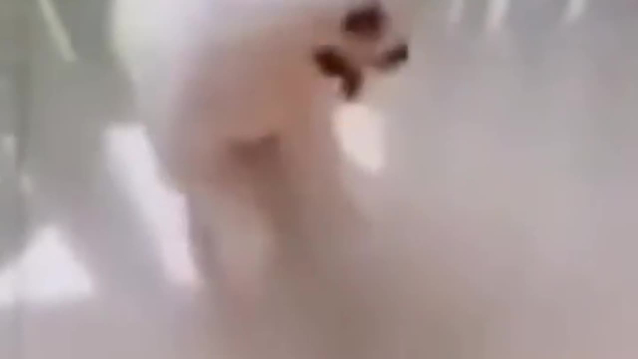 These Dogs Will Activate Your Happy Mood 100%