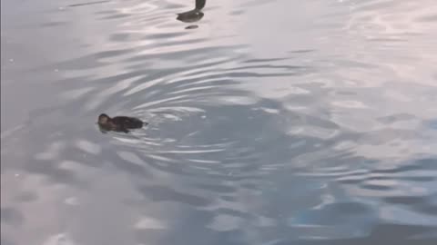 Duckling kissena