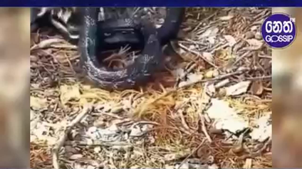 Squirrel vs Snake 🐿️🐍 | Unbelievable Battle in the Wild!