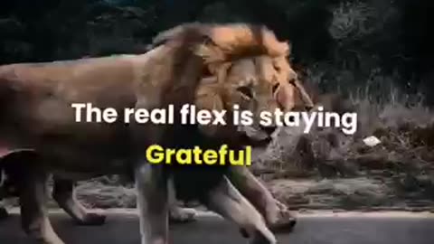 sigma rule 🔥 the real flex is staying great full🔥 #Motivation # Motivational quotes # short