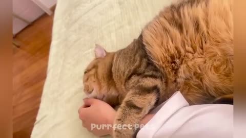 You Laugh You Lose 😅 Best Funny Cats and Dogs Videos 😹🐶