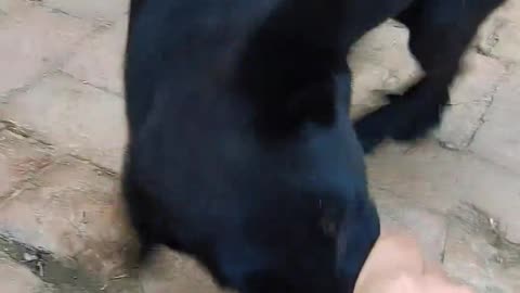 Don't provoke the dog. Be careful not to bite you