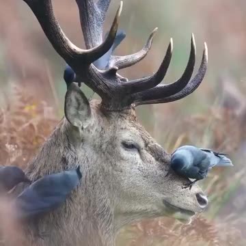 Natural tick removal service