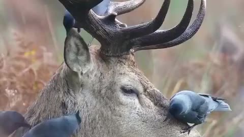 Natural tick removal service